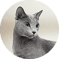 Корма для кошек